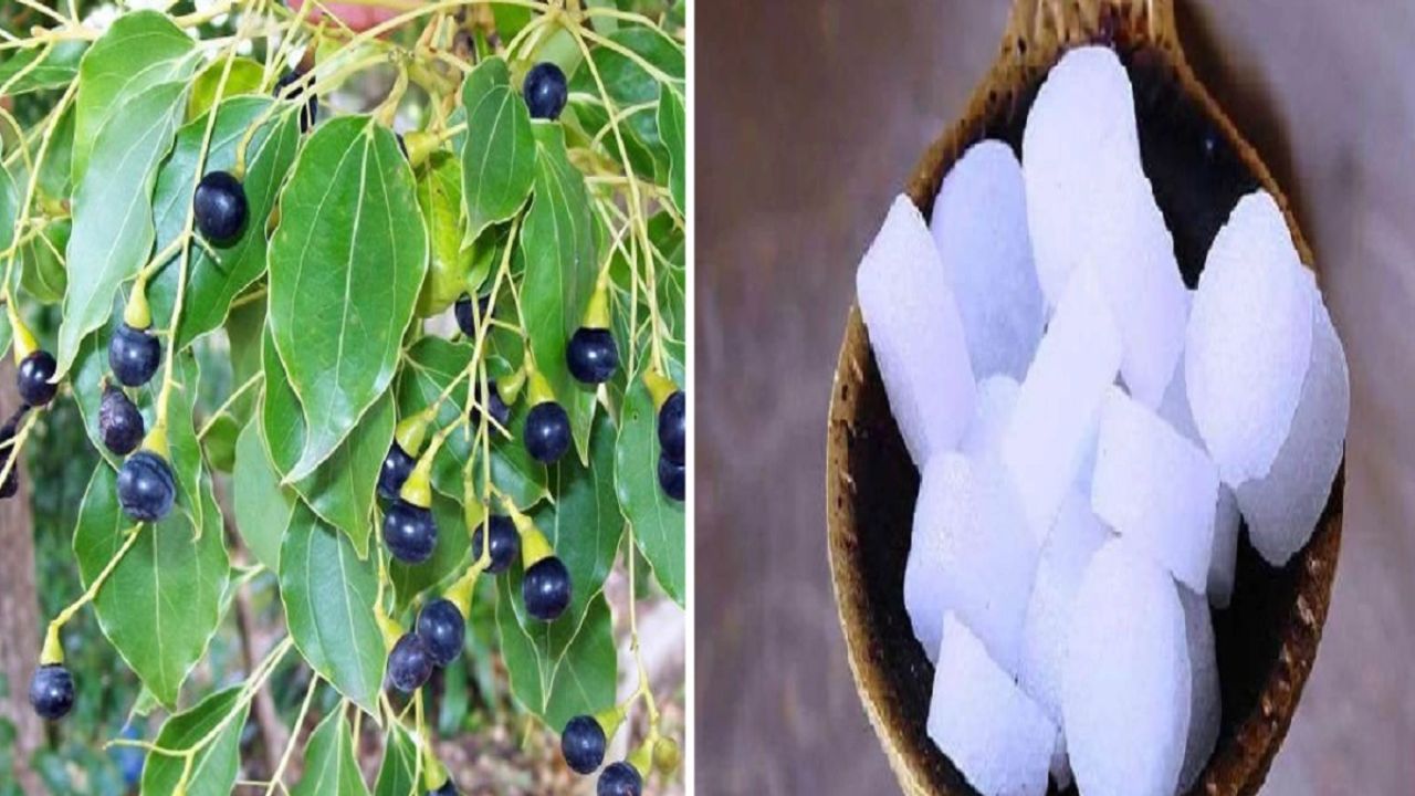 हेल्थ के कई मामलों में औषधि है कपूर, जानिए इसके चामत्कारिक फ़ायदे