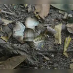 लोकसभा में उठा न्यायाधीश के घर नकदी मिलने का मुद्दा, कानून मंत्री से बयान देने की मांग