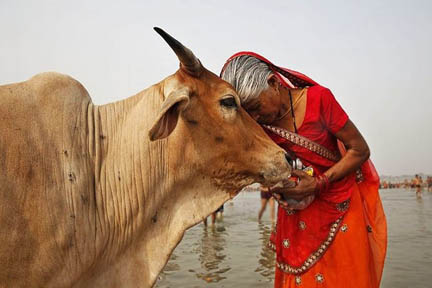 गाय को राष्ट्रीय पशु घोषित करने की कोई योजना नहीं: सरकार