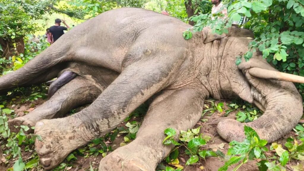 ब्रेकिंग : नर हाथी का शव मिला, हाथी की मौत का कारण अज्ञात, हाथियों की लगातार होती मौत चिंताजनक