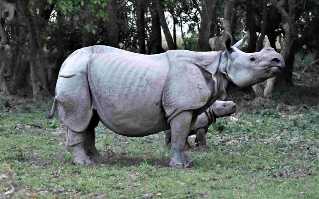 दुनिया के 80 फीसदी गैंडे असम में पाए जाते हैं: हिमंत