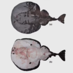 Electric Ray इलेक्ट्रिक शॉक देकर शिकार करने वाली नई  मछली की खोज, अरब सागर में वैज्ञानिकों की नई खोज, भारतीय नाम दिया ‘टेट्रोनार्से रमणमूर्ति’