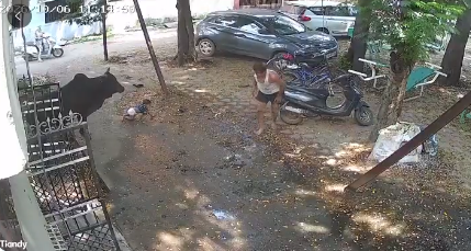 VIRAL : बिगड़ैल सांड का हमला, 15 घायल, दो की कमर टूटी, अबोध बच्चे को बख्श दिया, देखिए वीडियो