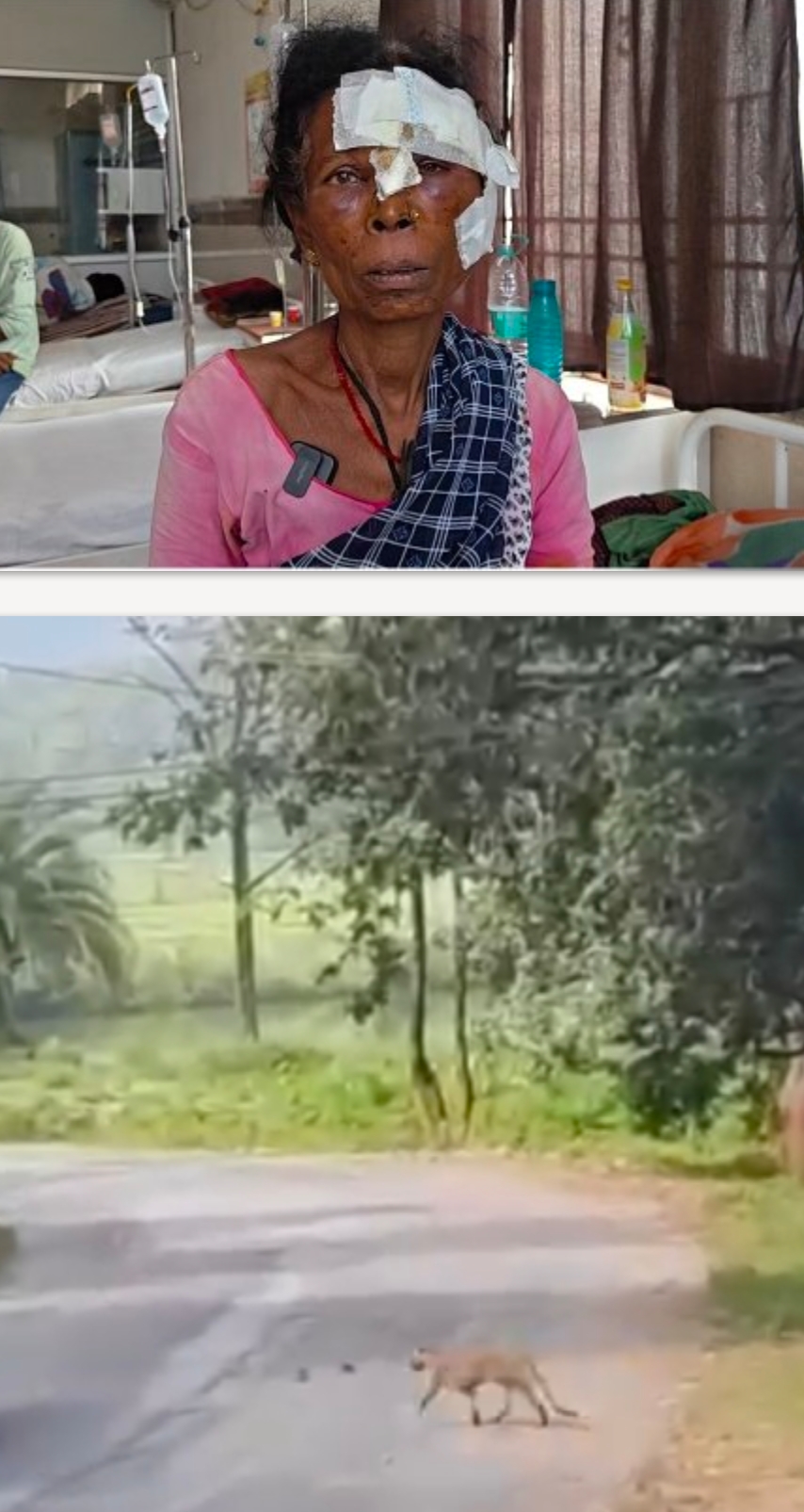 तेंदुए का खूनी हमला, दो महिलाओं समेत तीन घायल, वन विभाग की टीम रेस्क्यू में लगी