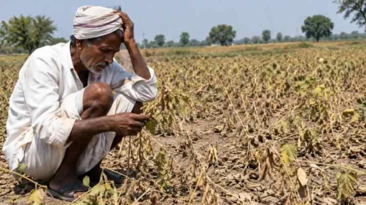 Maharashtra Farmer Crisis: सूखे से तबाह हुई खेती, परिवार का खर्च और बच्चों की पढ़ाई पर संकट; किसानों की बढ़ी मुश्किलें