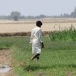 CG Farmers News: धान की जगह दलहन, तिलहन और मिलेट्स उगाने पर 15 हजार रुपये प्रति एकड़ अनुदान, 15 नवंबर से शुरू होगी धान खरीदी