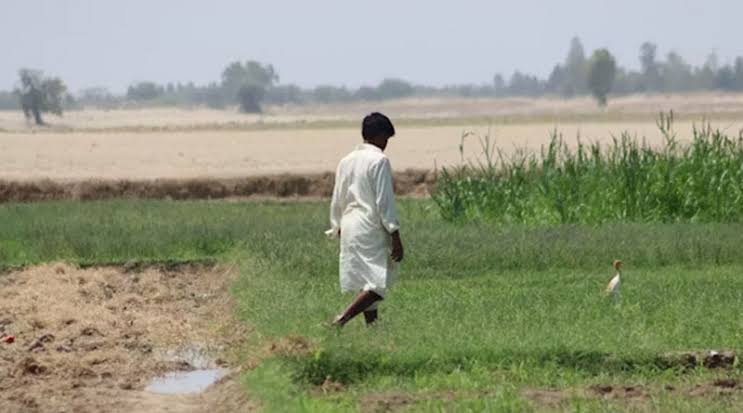 CG Farmers News: धान की जगह दलहन, तिलहन और मिलेट्स उगाने पर 15 हजार रुपये प्रति एकड़ अनुदान, 15 नवंबर से शुरू होगी धान खरीदी