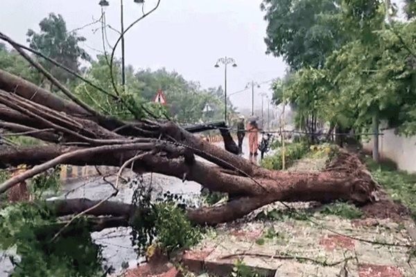 चक्रवात अर्नब: ओडिशा के कई जिलों में अलर्ट; आंधी से उखड़े सैकड़ों पेड़-खंभे