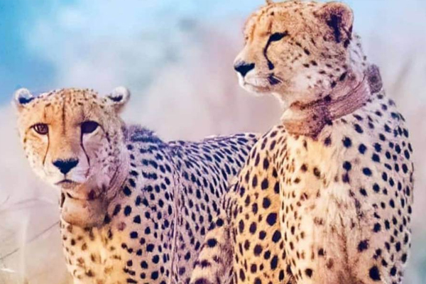 कूनो नेशनल पार्क में चीते का मौत, शिकार या गलती से लगी गोली, केंद्र ने दिए जांच के आदेश…